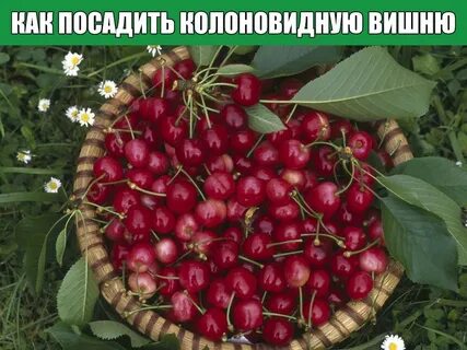 Вишня восторг описание сорта