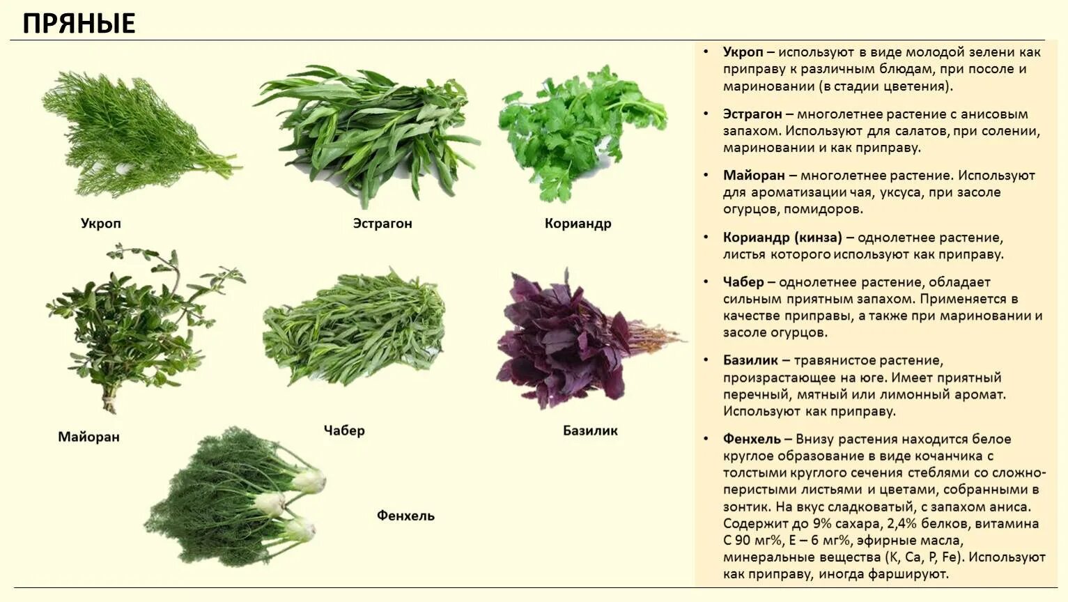 Зеленая ел какая какое. Кинза укроп петрушка и другая зелень. (Кинза, базилик, эстрагон, чабер). Розмарин эстрагон Любисток. Базилик, петрушка, сельдерей, чабер.