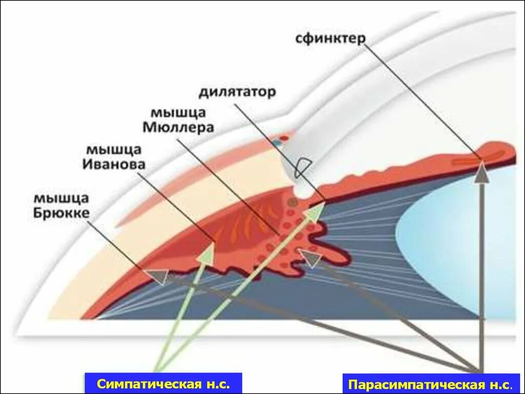 Ресничная мышца глаза функции. Мышца Иванова Брюкке Мюллера. Ресничное тело глаза строение. Строение цилиарной мышцы глаза. Строение глаза Ресничная мышца.