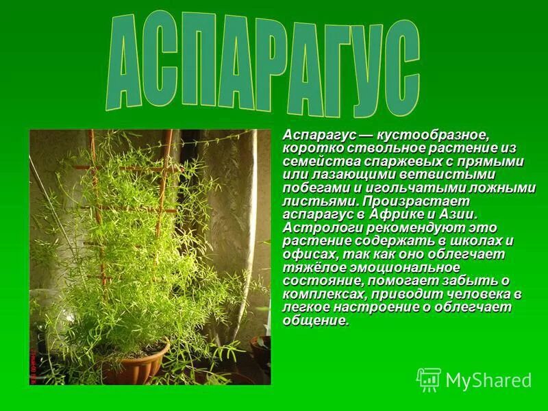 береза лиственница герань аспарагус. аспарагус перистый d7 h15. береза лиственница герань аспарагус. береза и пальма. (аспарагус, традесканция).