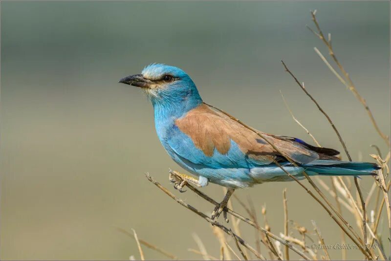Обыкновенная сизоворонка Coracias garrulus. Сизоворонка - Coracias garrulus (Linnaeus, 1758). Птица Ракша сизоворонка. Абиссинская сизоворонка