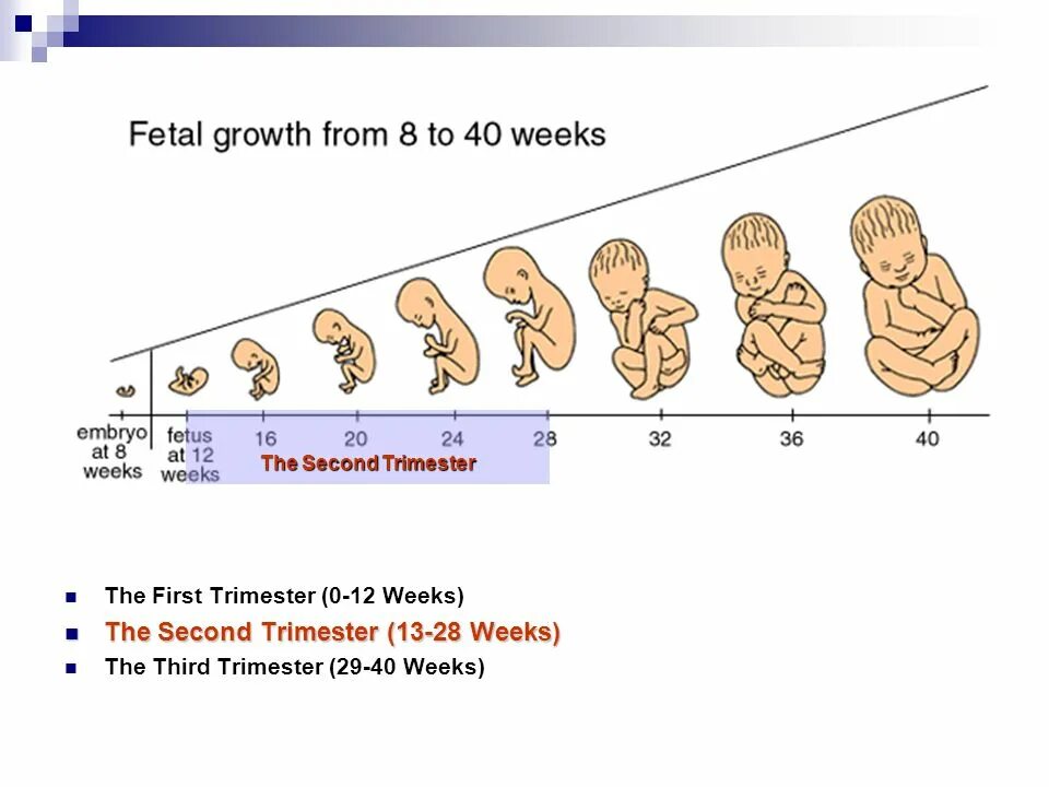 Third trimester. First trimester  3d animated pregnancy guide.