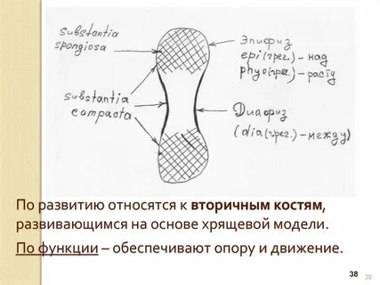 Вторичные кости