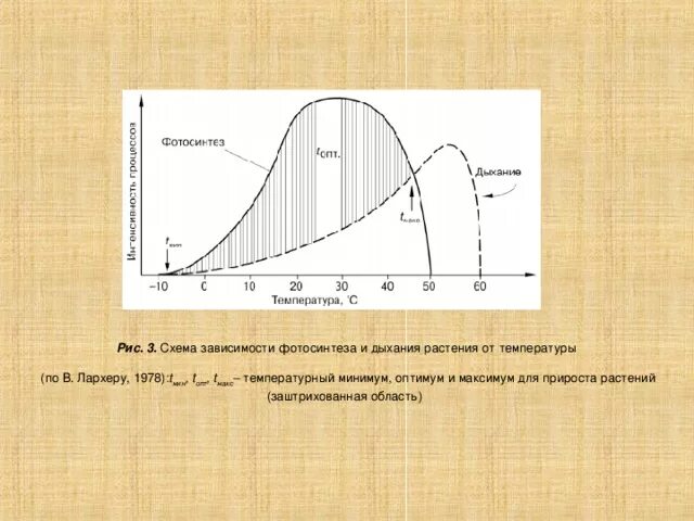 График зависимости интенсивности фотосинтеза от температуры.. Зависимость дыхания от температуры. Зависимость интенсивности дыхания у растений. Влияние температуры на растения.