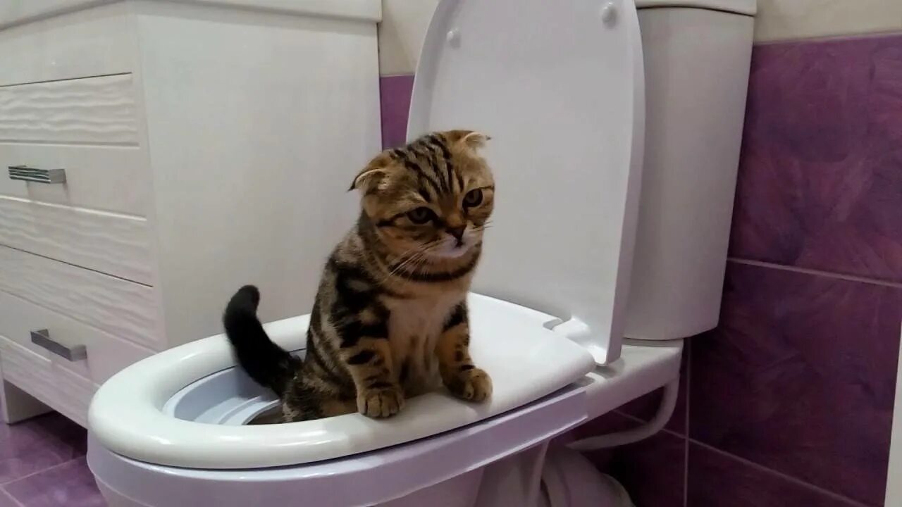 Кот не ходит какать. Котенок в унитазе. унитаз для кошек. туалет для котят. котик в туалете.