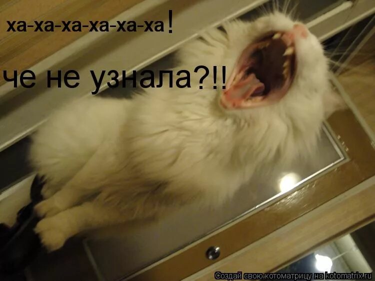 Песня можно напугать ха ха. Кот ха ха ха. Фото ха ха ха.