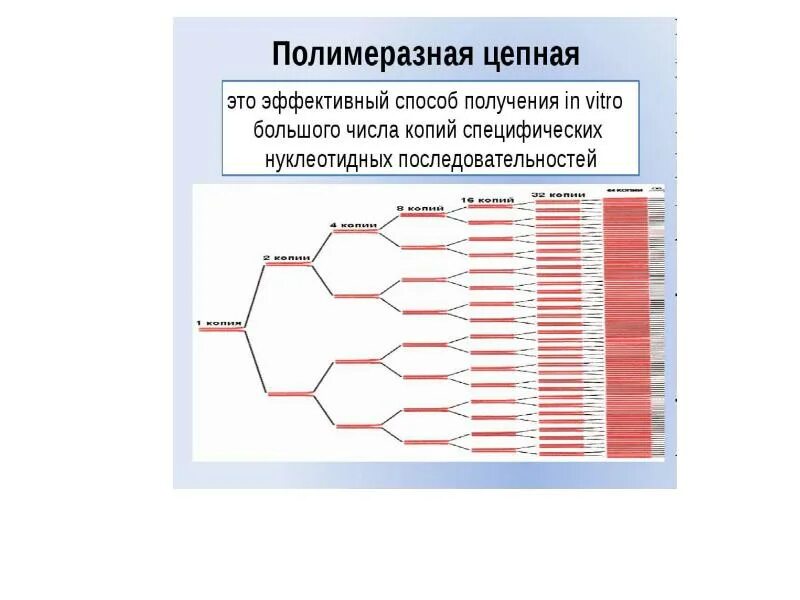 Полимеразной цепной. Схема днк полимеразной реакции. Полимеразная цепная реакция схема. Полимеразная цепная реакция методика исследования. Полимеразной цепной.