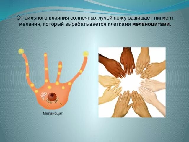 Меланоциты меланин кожа. Выработка меланина в коже. Клетки вырабатывающие меланин. Меланин кожа человека.