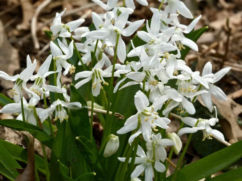 Сцилла цветок купить. Пролеска Сибирская (Сцилла).