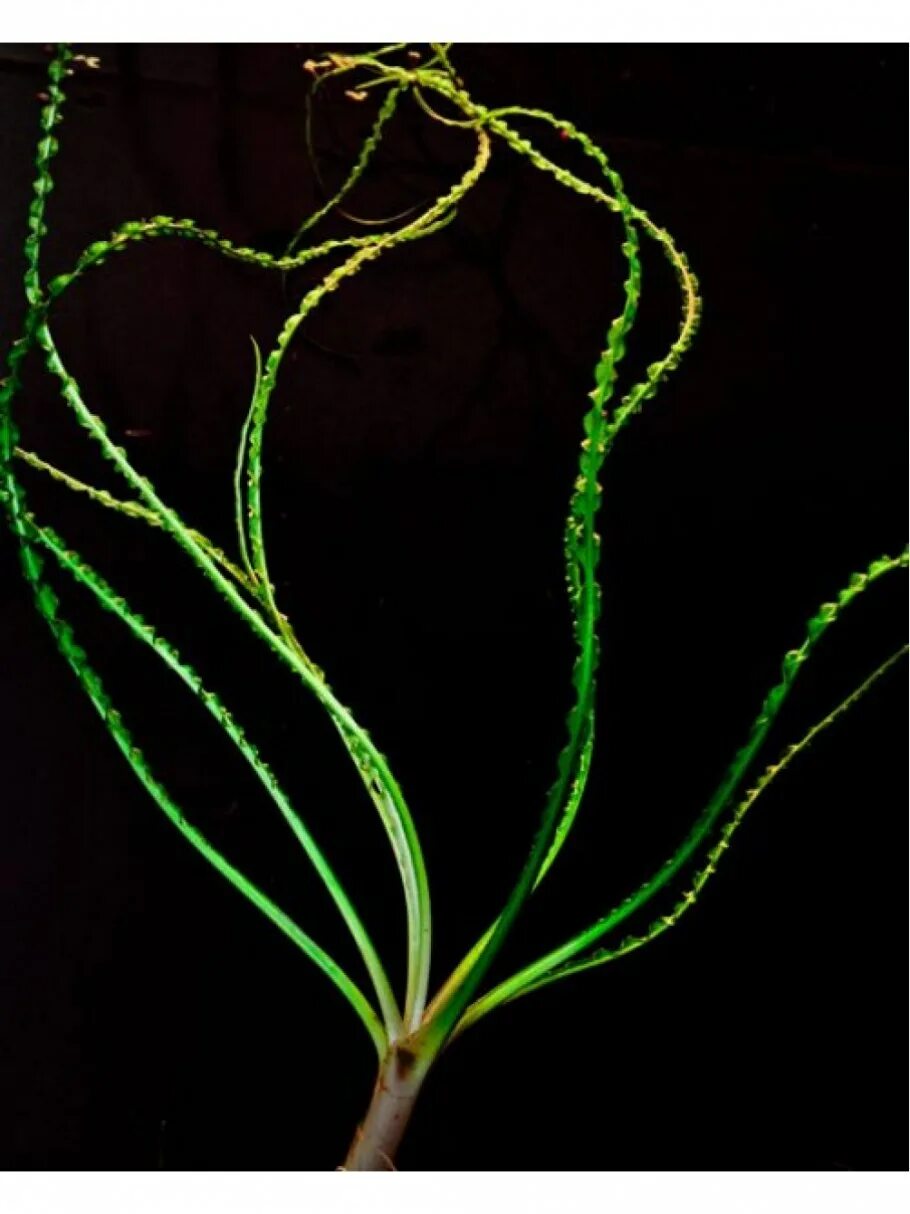 Тонкие водоросли. Кринум каламистратум. Кринум курчавый. Кринум волнистый. Кринум каламистратум аквариумное растение.