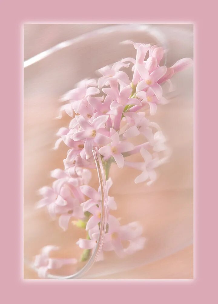 Нежный букет благодарю. Очень нежное спасибо. Открытки с благодарностью. Спасибо картинки красивые. Благодарность цветы.