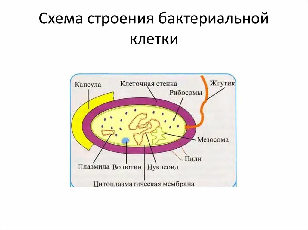 Клетки большинства бактерий можно. Схема строения бактериальной клетки. Строение клетки бактерий микробиология. Схема строения бактериальной клетки микробиология. Модель бактериальной клетки 7кл.