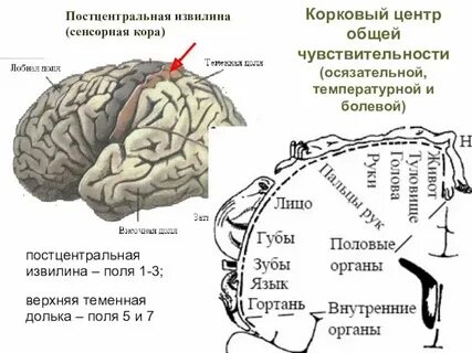 Зона кожно мышечной чувствительности расположена в