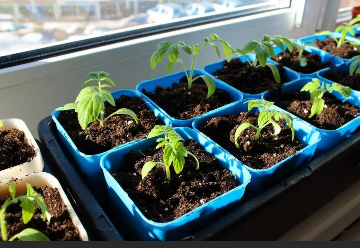 Посеять семена томатов. Посадка помидор на рассаду в феврале 2024. Календарь посева семян на рассаду. Календарь для посева рассады на 2022 год. Посадка помидор на рассаду в феврале 2024.