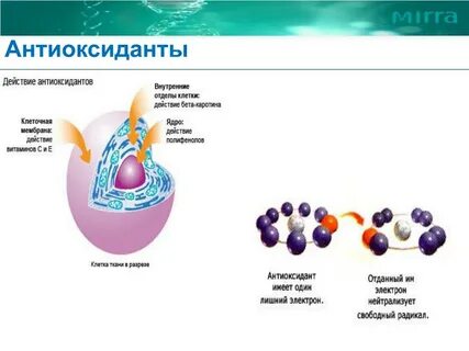 Антиоксиданты роль в организме
