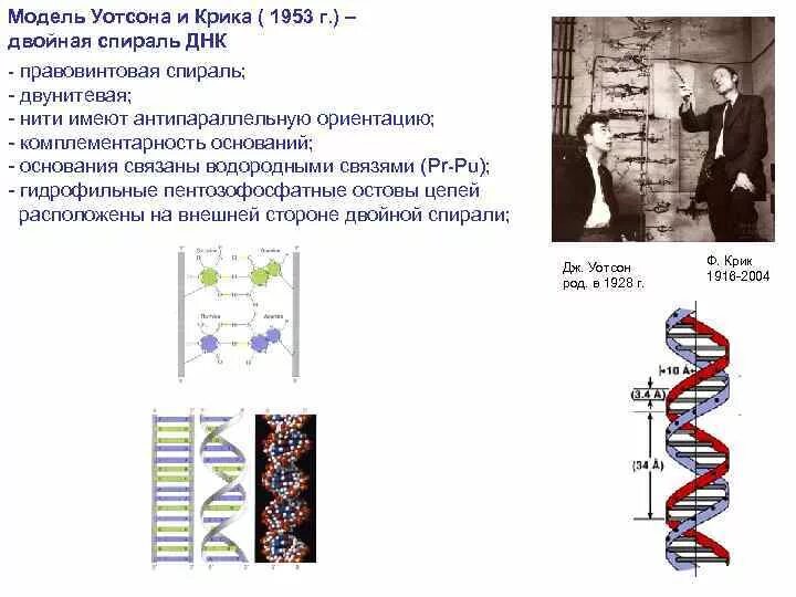 Ген это фрагмент молекулы. Модель структуры ДНК Уотсона-крика. Строение ДНК модель Уотсона крика. Структура ДНК модель Дж Уотсона и ф крика. Модель ДНК Дж. Уотсона и ф. крика..