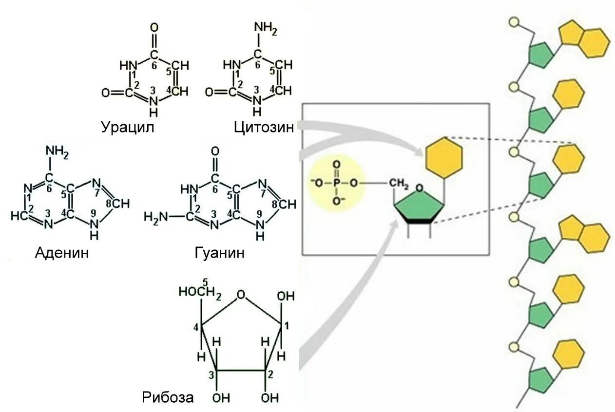 Нуклеотиды гуанин аденин Тимин урацил. Аденин строение. Структура полинуклеотидных цепей АТФ. Строение ДНК И АТФ.