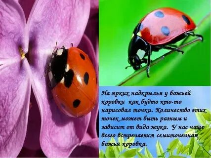 Божья коровка 2 класс