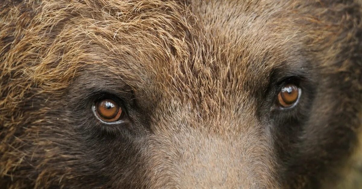 Bear s eye. Глаза медведя. Зрачки медведя. Медвежьи глаза. Цвет глаз медведя.