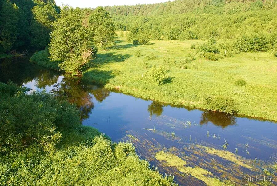 бобры в татарстане. бобр на реке. река бобр. речной бобр хвост. бобр речной обыкновенный.