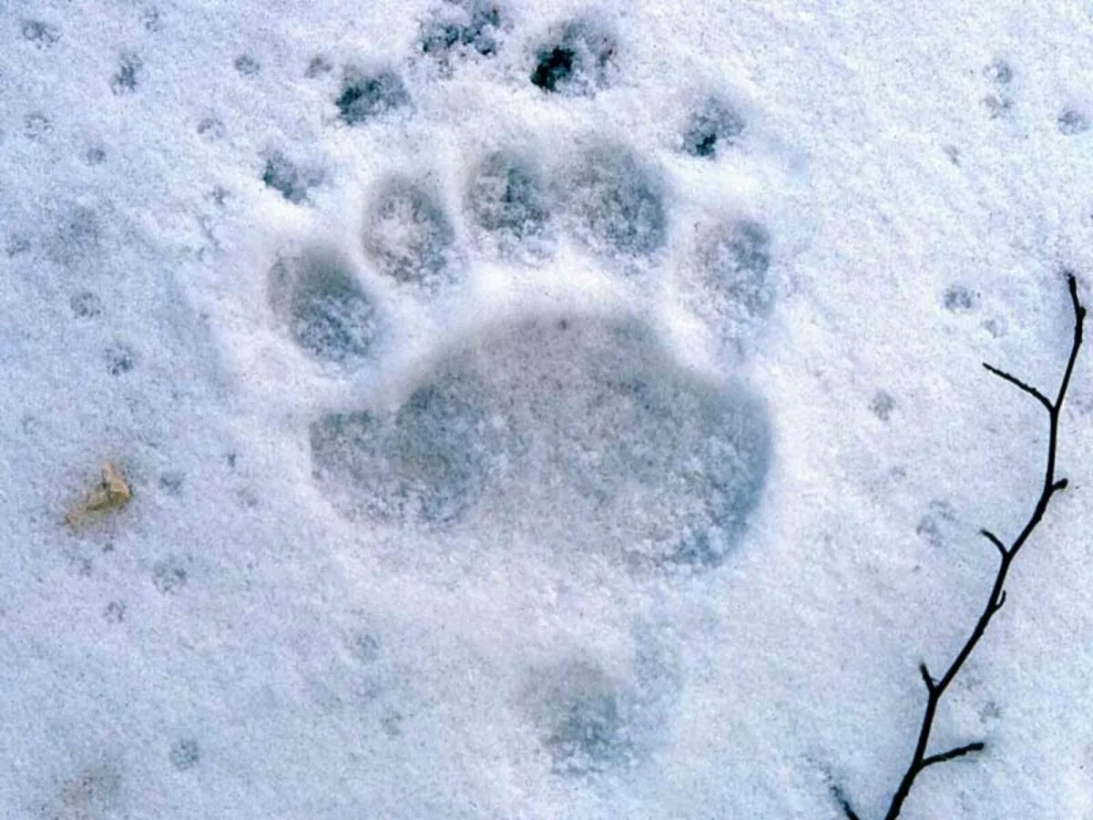 Следы медведя зимой. Следы медведя на снегу. Медвежьи следы на снегу. Следы медвежонка на снегу.