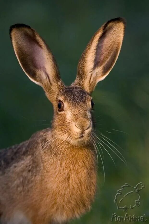 Заяц. Длинные уши. Уши зайца. Уши зайца торчат.