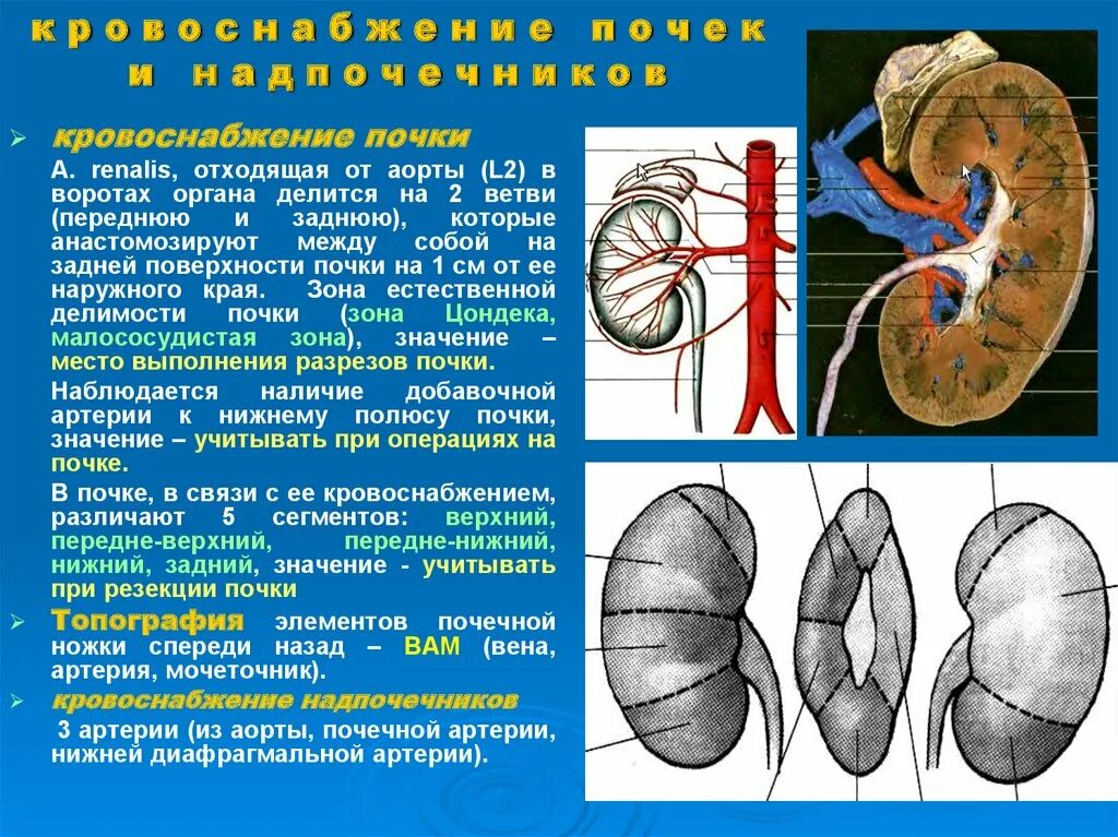 Вена артерия мочеточник. Кровоснабжение почки анатомия артерии. Кровоснабжение надпочечников анатомия. Топография почек кровоснабжение. Правая почечная артерия анатомия.