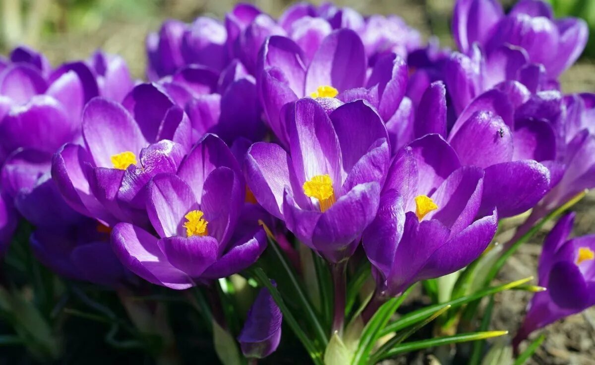 Цветы весны фото красивые. Крокус Барс Пурпл. Крокусы многолетние. Первоцветы крокусы. Крокус крупноцветковый.