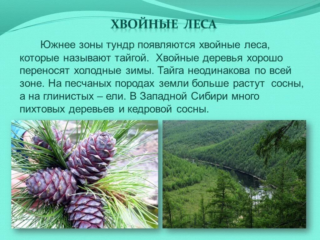 В какой природной зоне преобладают хвойные деревья. Сообщение про хвойные леса. Презентация на тему Лесная зона. Разнообразие хвойных лесов. Хвойные леса доклад.