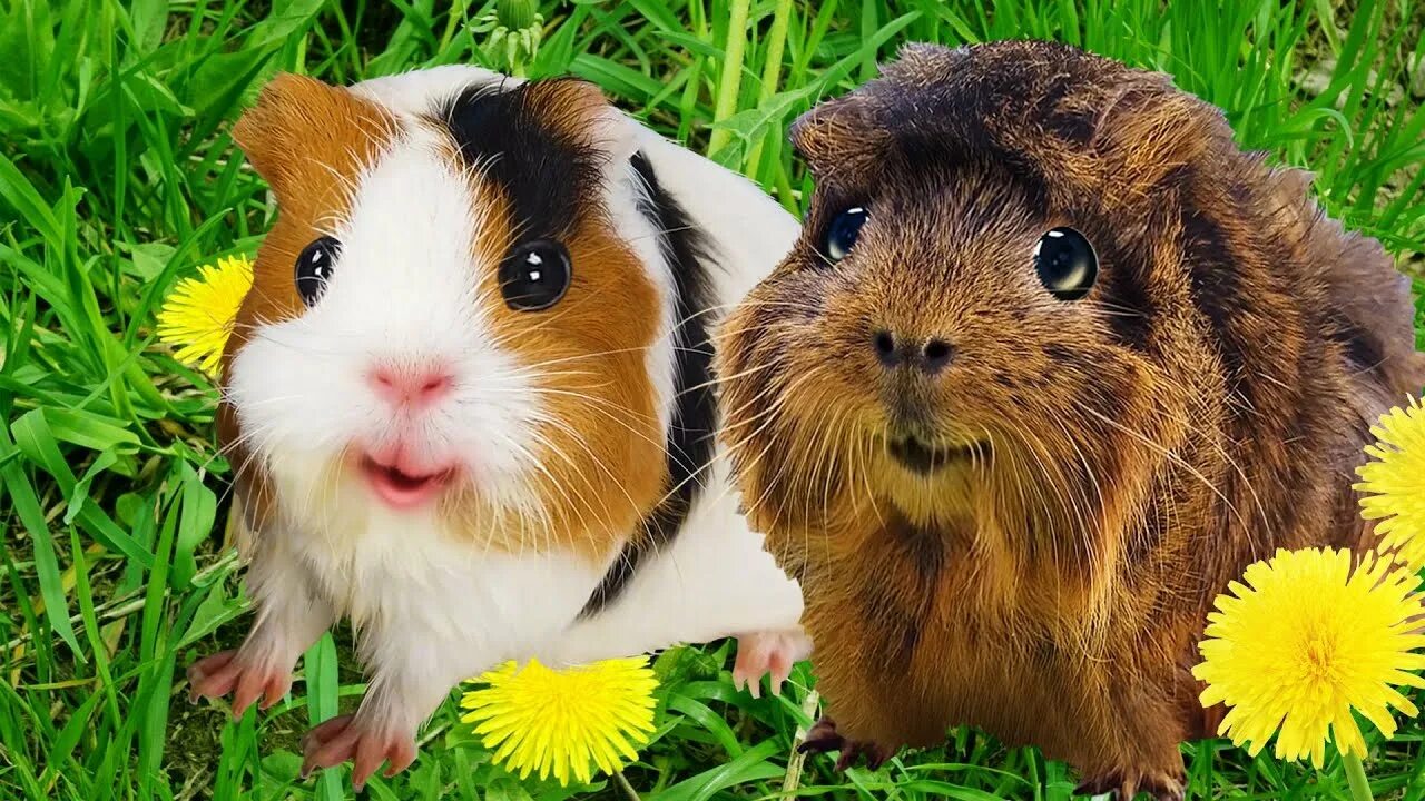 морская свинка кузя. кузя морская свинка видео. бузя морская свинка. морскую свинку бузю. кузя морская свинка видео.