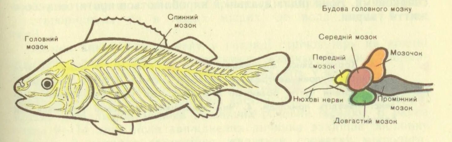Внутреннее строение речного окуня нервная система. Строение нервной системы рыб. Костные рыбы строение нервной системы. Нервная система рыб схема.