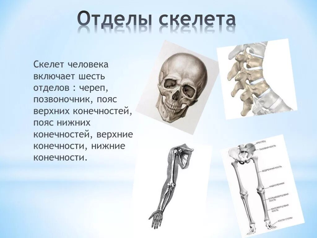 Отделы скелета пояс нижних конечностей. Отдел скелета человека пояс нижних конечностей. Пояс позвоночника скелета. Шесть отделов скелета человека.