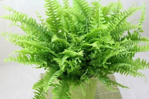 Special plant