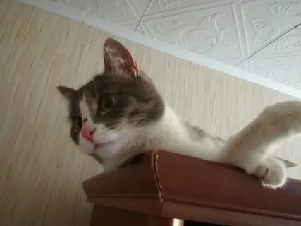 Тима котик