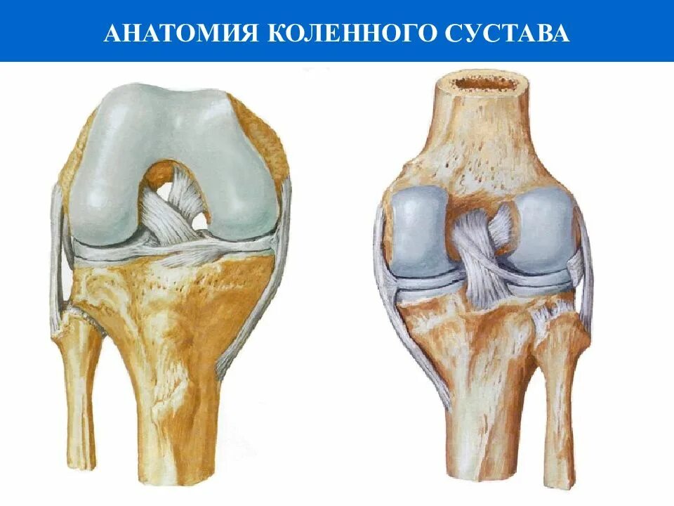 Коленные суставы в брянске. Коленный сустав анатомия человека. Внутрисуставные связки коленного сустава. Коленный сустав без подписей. Строение коленного сустава.