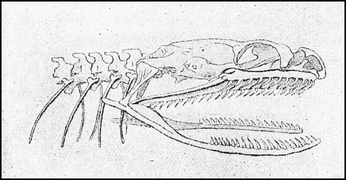 Задние конечности питона. Череп неядовитой змеи строение. Строение черепа змеи. Череп змей строение. Скелет змеи.