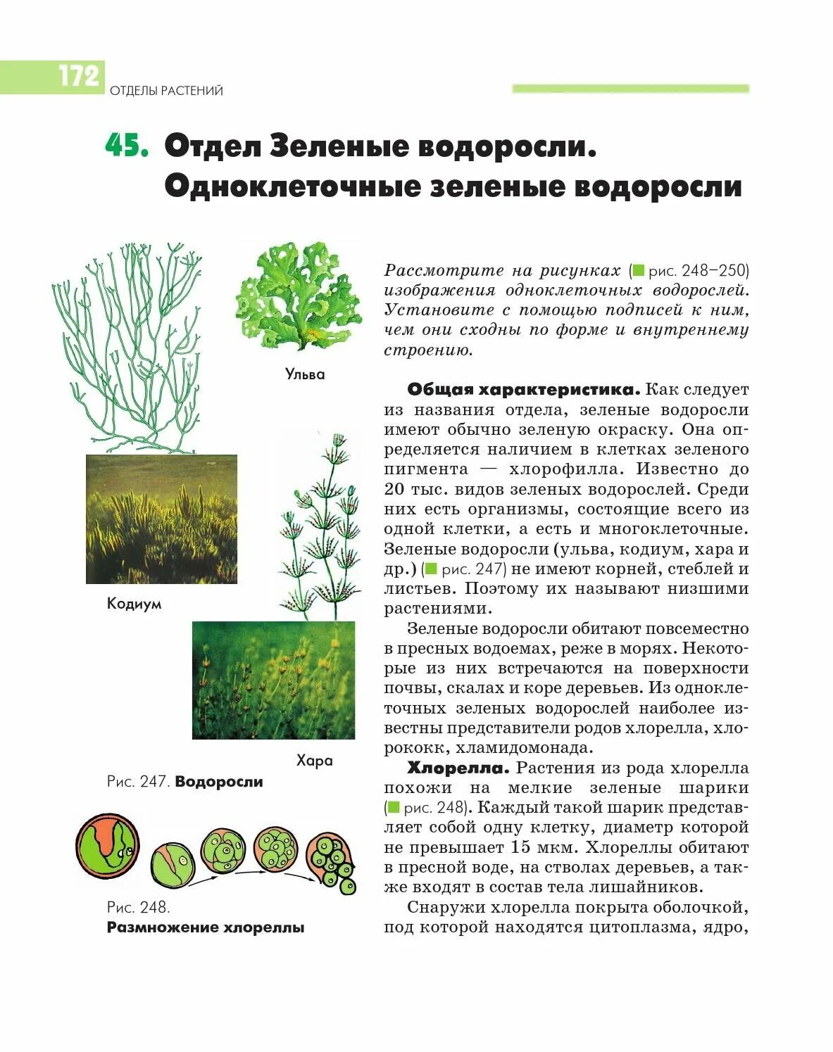 Зеленые водоросли формы. Зелёные водоросли. Отделы растений. Зеленые водоросли на растениях. Зелёные водоросли отделы растений.