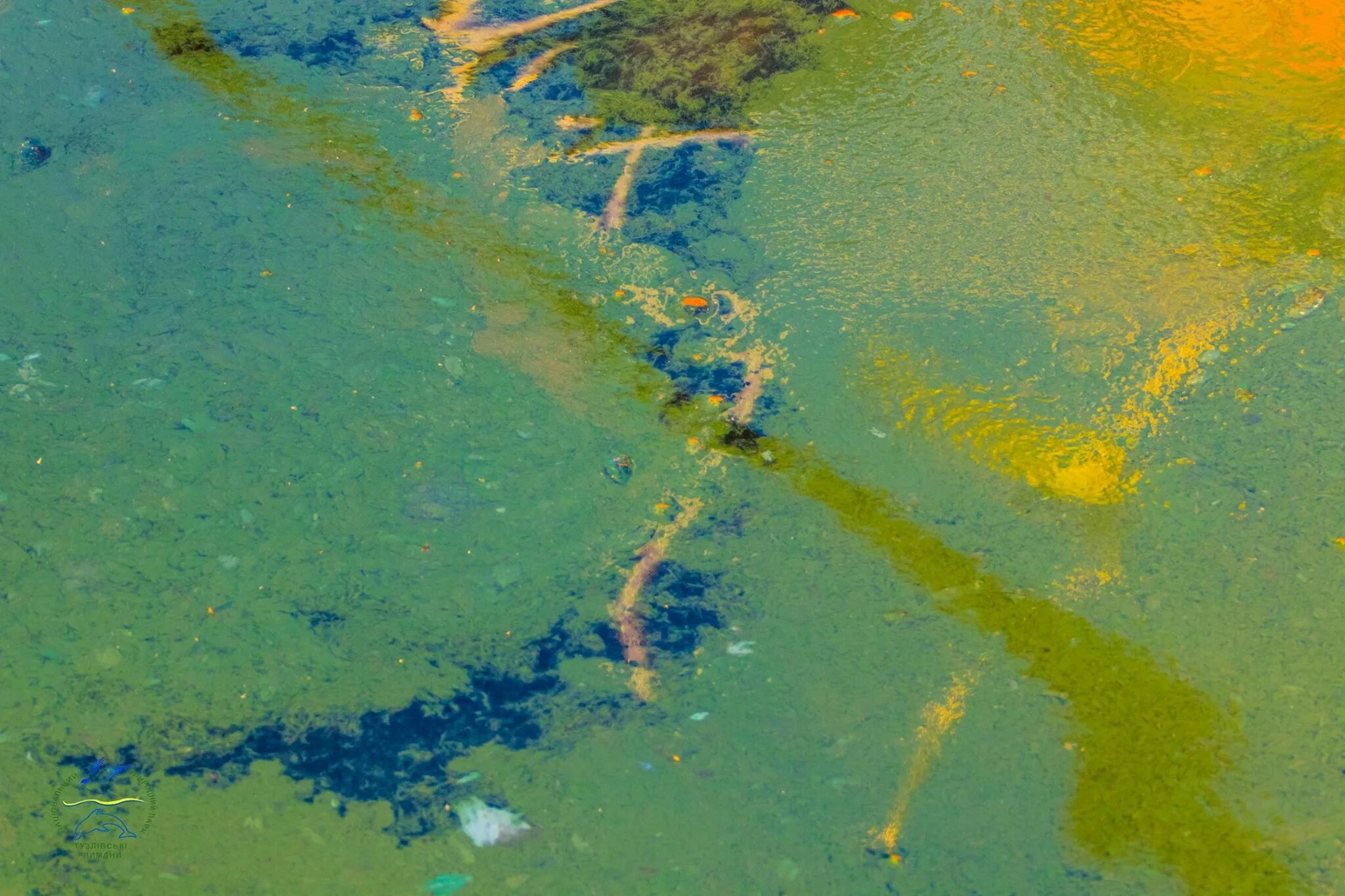 Какая водоросль вызывает цветение. Сине зеленые водоросли в море. загрязнение черного моря цветение воды. цветение водорослей в черном море. загрязнение черного моря водоросли.