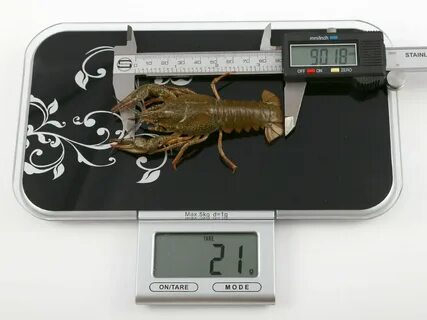 40 грамм