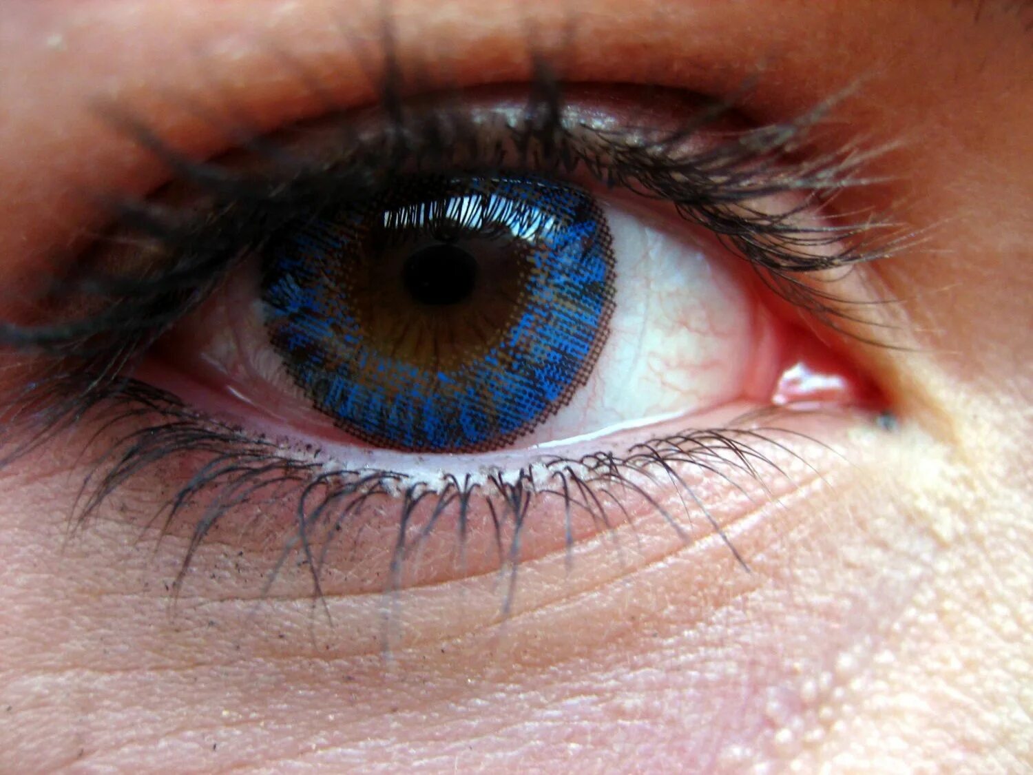 Разнообразие глаз. Синие глаза. Цвет глаз. Синий цвет глаз. Голубые глаза.