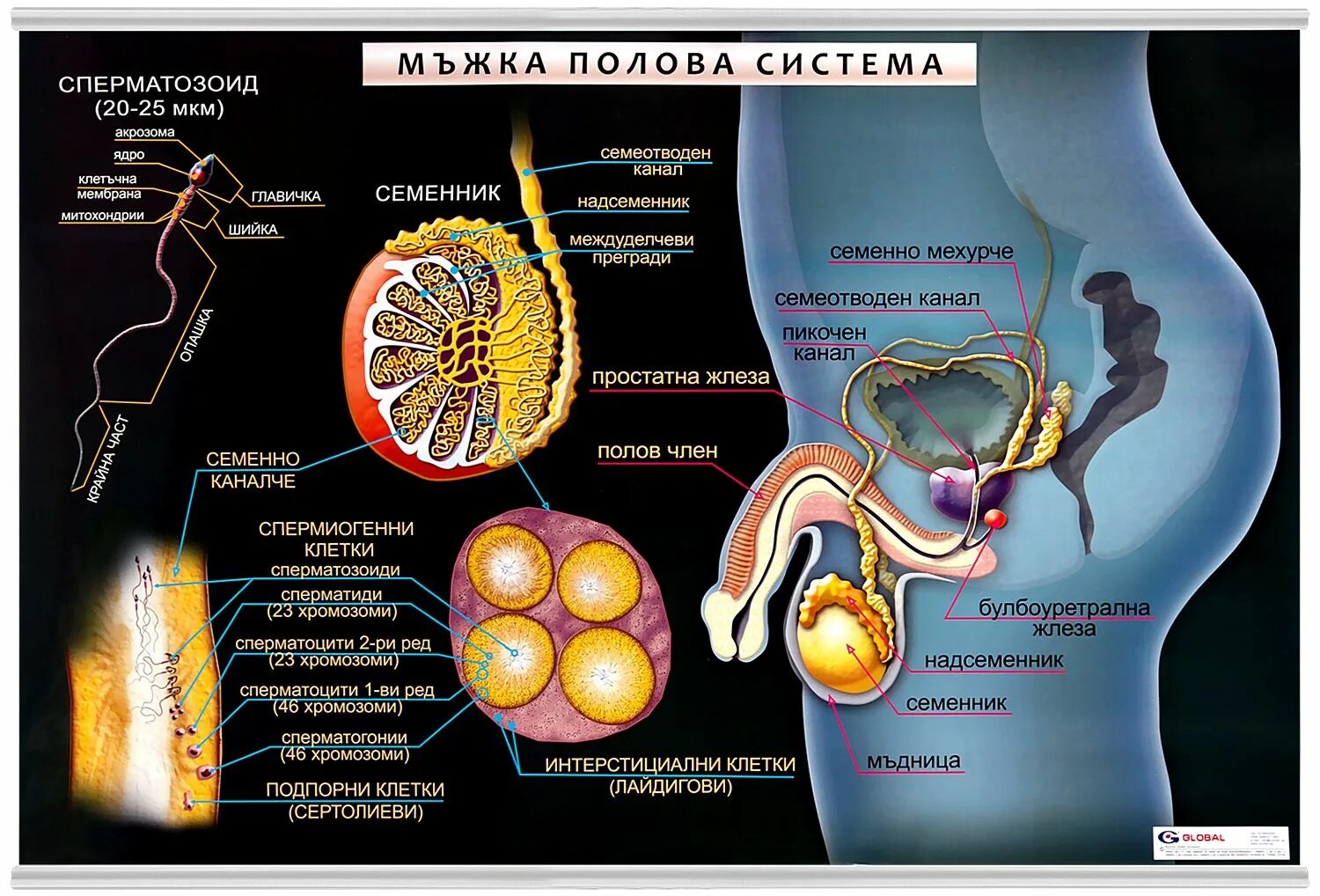 Половая система человека. Мужская половая система человека. Заболевания мужской половой системы. Мужская половая система для детей. Половая система человека 9 класс