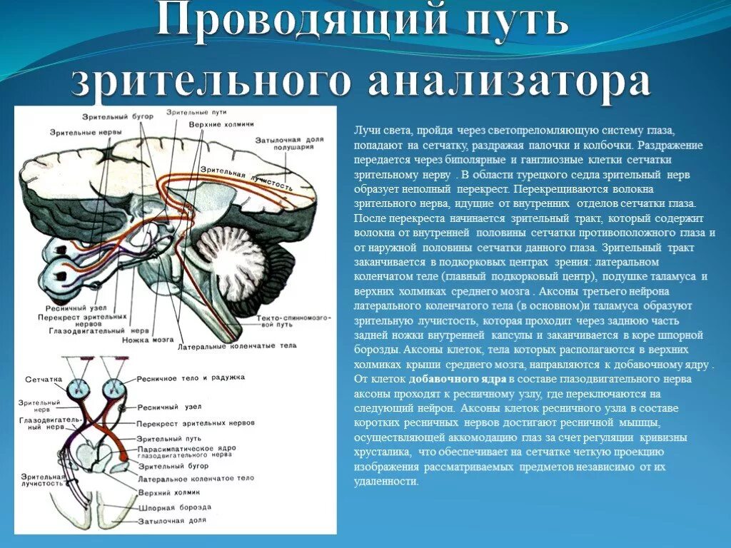 Зрительный нерв образован. Проводящие пути зрительного анализатора анатомия. Зрительный нерв проводящий путь зрительного анализатора. Зрительный нерв неврология путь. Проводящий путь анализатора зрения.