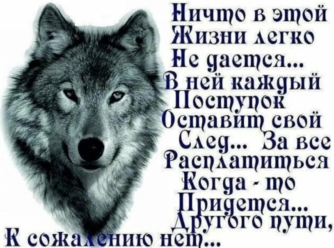 Про жизнь волков. Умные фразы про Волков. Мудрые фразы волка. Мысли волка. Мудрые цитаты.волк.