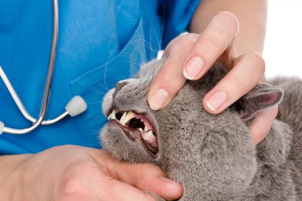 Болезни кормящей кошка. Кальцивироз (эозинофильная гранулема). Воспаление десен у кошек гингивит.