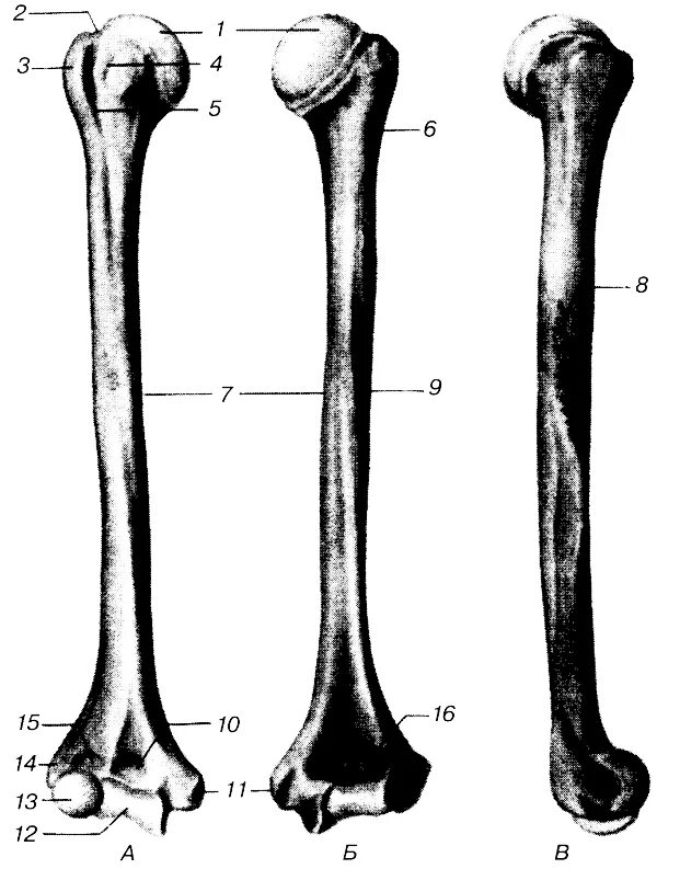 Плечевая кость строение анатомия. Плечевая кость Остеология. Длинная трубчатая кость плечевая. Локтевая кость анатомия человека.