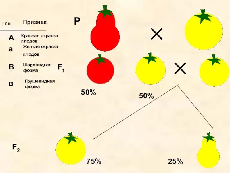 Определите генотип родительских растений