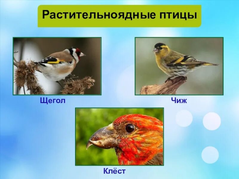 Разделите птиц на группы по способу питания. Клест,Чиж,щегол. Насекомоядные птицы, Хищные птицы, растительноядные птицы. Птицы растительноядные названия. Растительноядные птицы Беларуси.