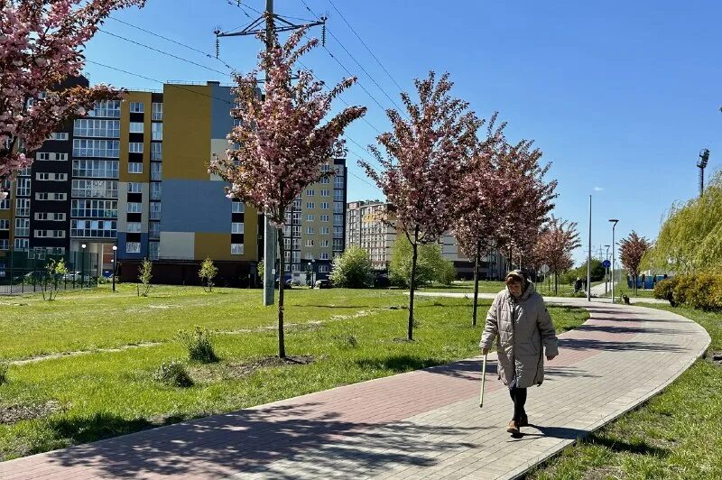 Какие деревья в калининграде. Аллея сакуры мгу. аллея сакуры в пионерском парке вологда. аллея сакуры в калининграде. деревья в калининграде.