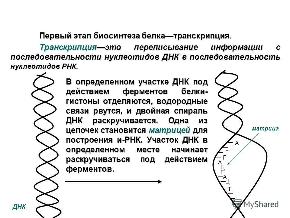 служат матрицами для биосинтеза белка