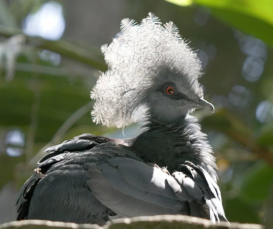 Египетская белая цапля. Амазонский венценосный мухоед. Венценосный журавль гнездо. Птица с чубчиком. Птица с белым хохолком.